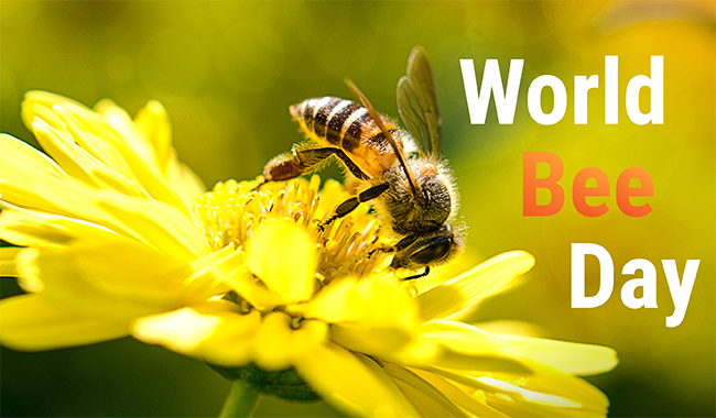 World Bee Day graphic with a bee on a yellow flower