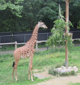 Giraffe at the zoo eating tree branches