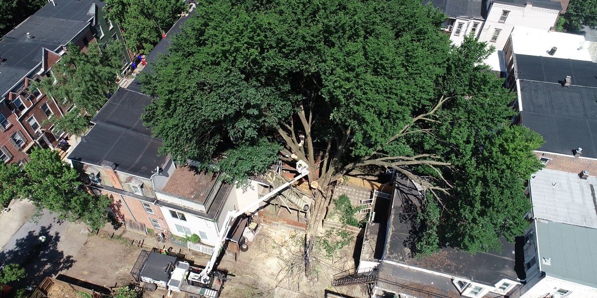 Crews carefully cut down a huge tree entangled in powerlines