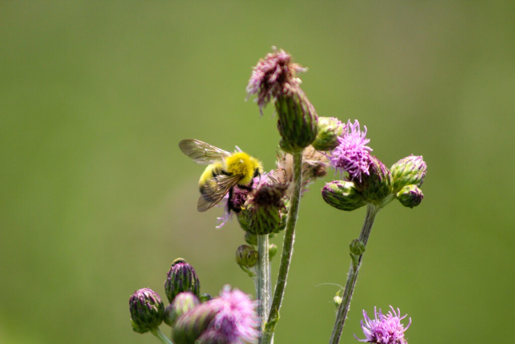A bee climbs on a bull thistle flower.