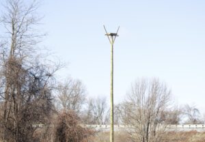 A view of the finished osprey platform standing in the distance.