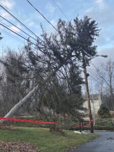 A photo of a windblown tree leaning on wires and a utility pole.