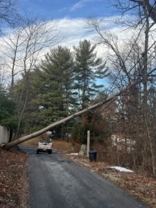 A photo of a large, fallen tree that is leaning on wires.