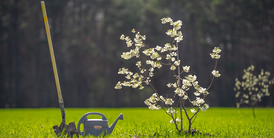 A freshly planted, small flowering tree in a field with a shovel and watering can nearby.